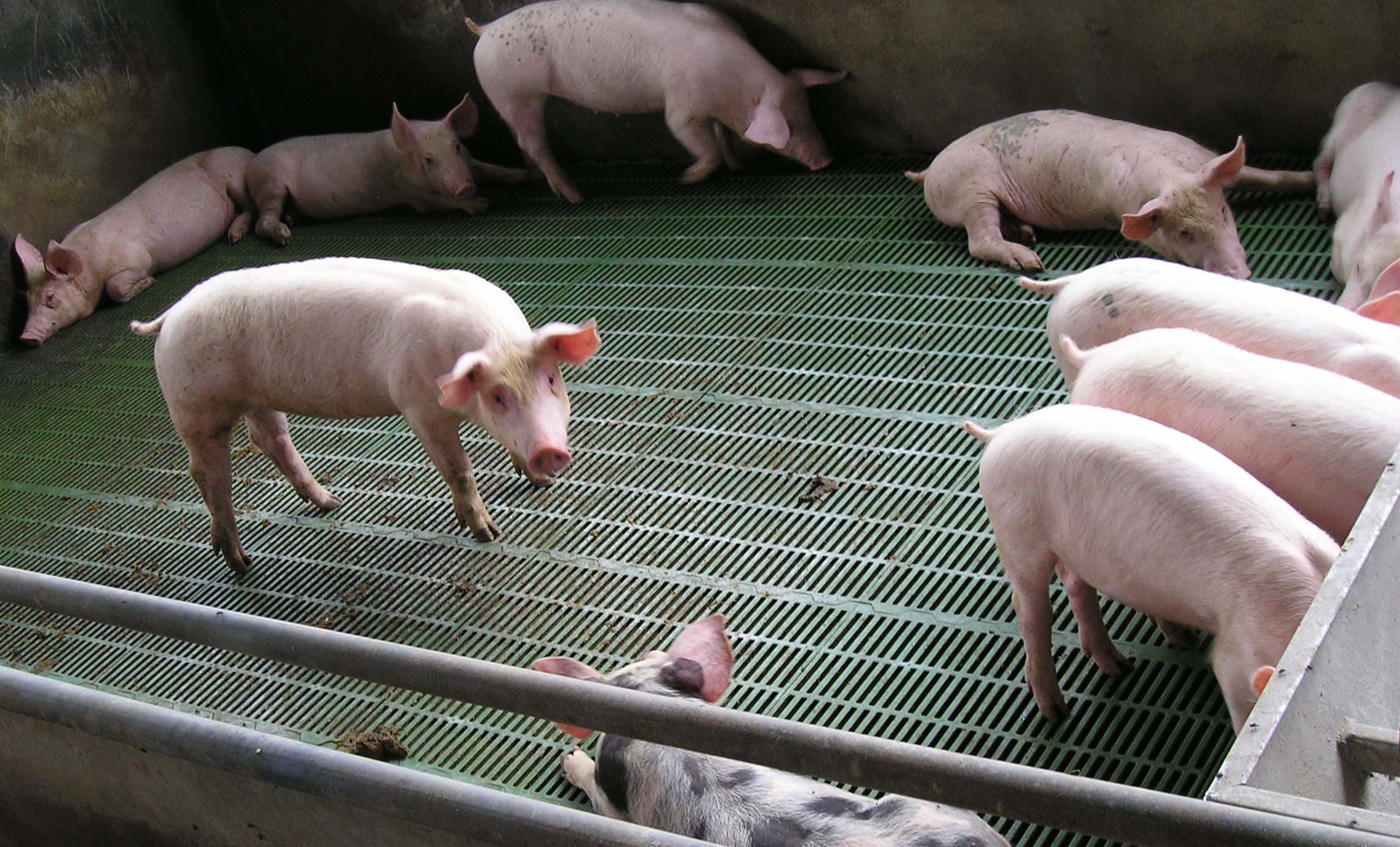 Peste porcine africaine : incitation à la vigilance aux Antilles-Guyane