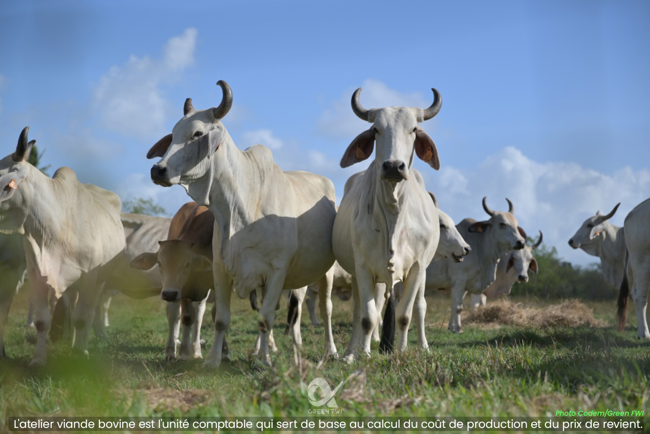 La filière bovine signe le premier accord interprofessionnel pour la juste rémunération des éleveurs