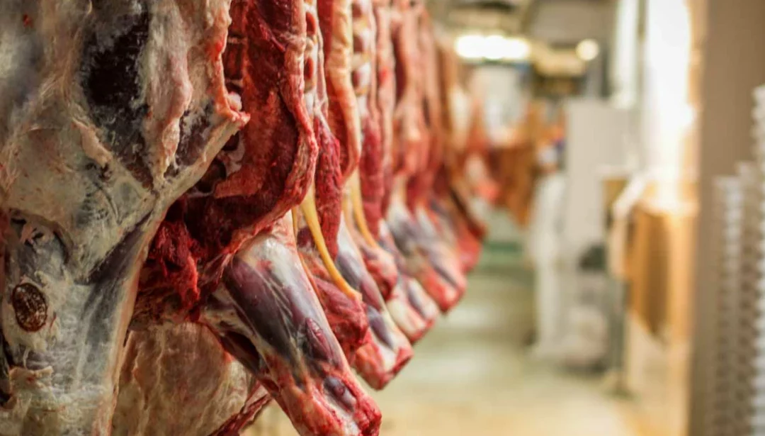 250 kg de poids de carcasse chez les bovins en 2022