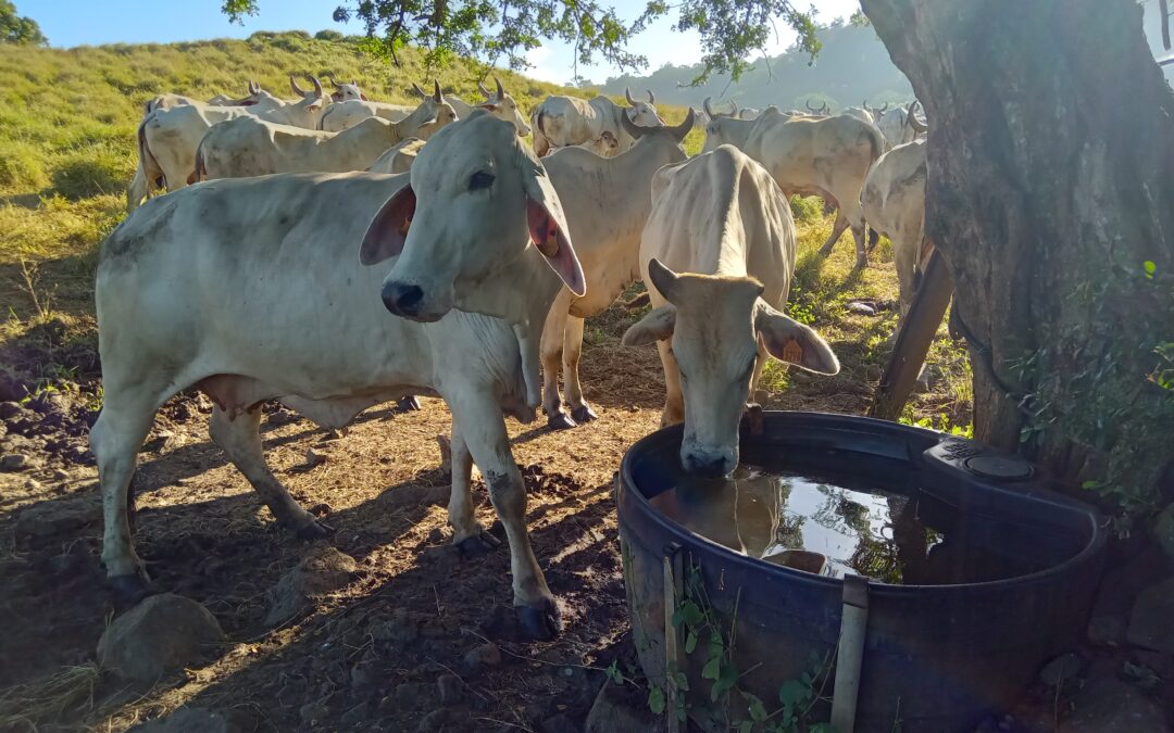 Vache brahmane de Martinique égérie du Salon de l’Agriculture : la revue de presse